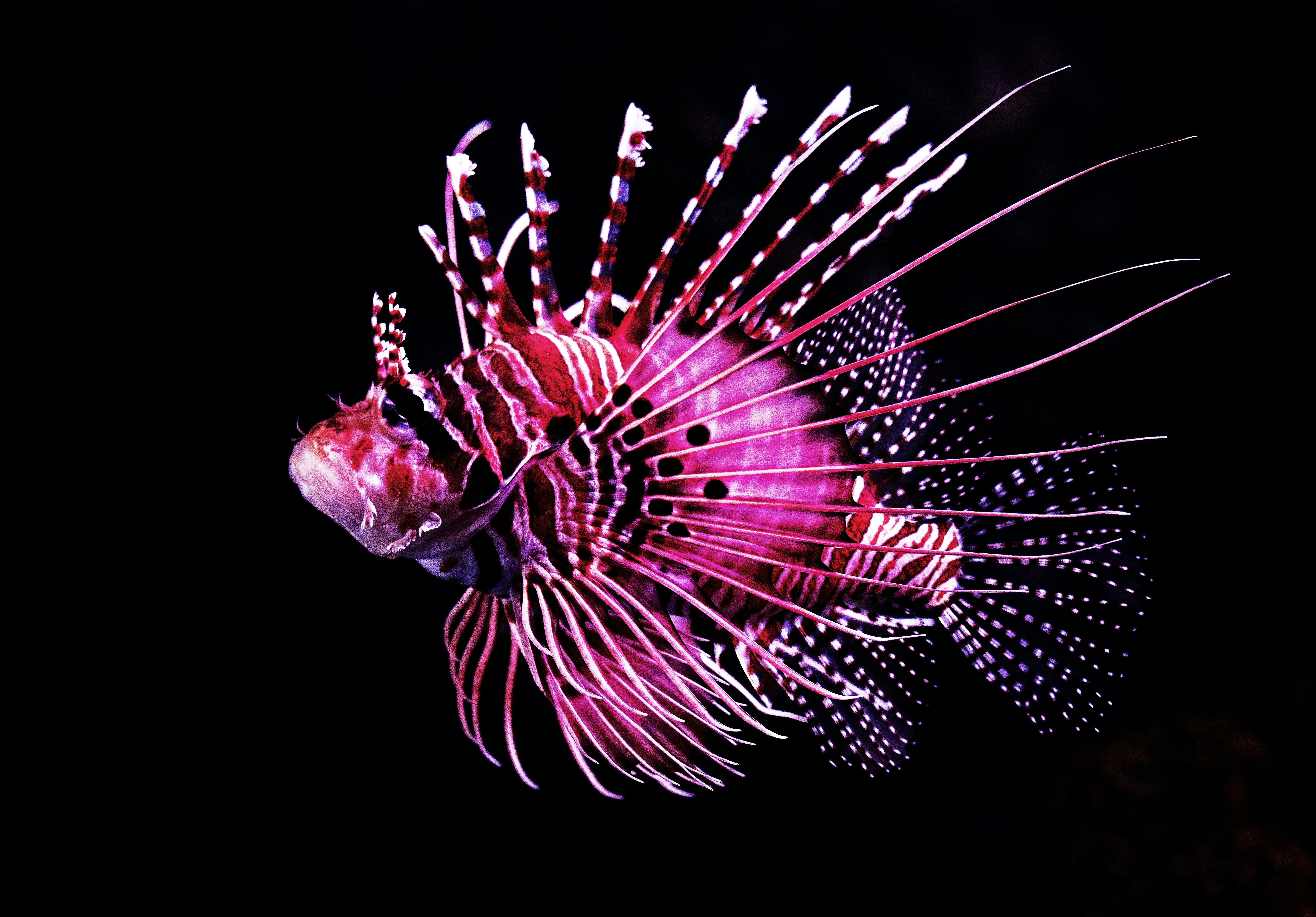 Lionfish in the ocean